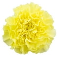 thumbnail image 5 of Member's Mark Carnations, Choose color and stem count, 5 of 5