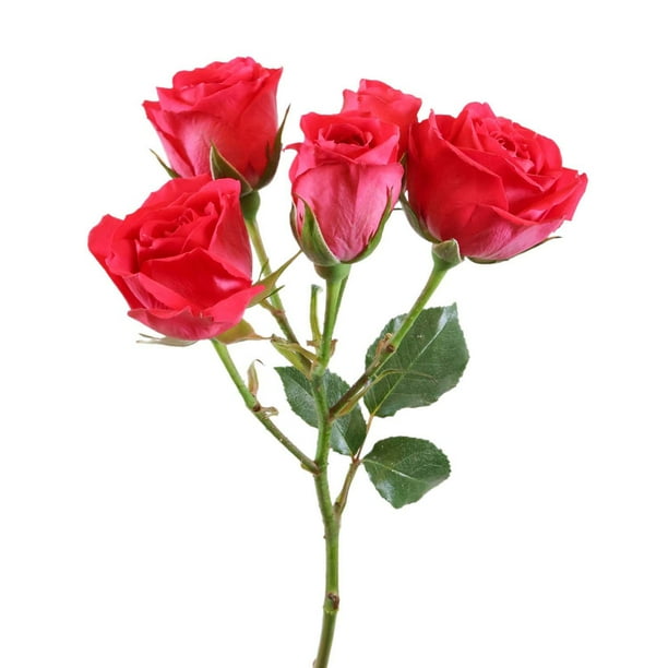 sexy men clothes Member's Mark Spray Roses, Choose color variety and stem count