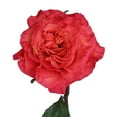 thumbnail image 3 of Member's Mark Garden Roses, 36 stems, Choose color variety, 3 of 6
