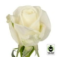 thumbnail image 5 of Member's Mark Fair Trade Roses, 75 stems, Choose color variety, 5 of 5
