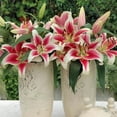thumbnail image 3 of Member's Mark Super Select Oriental Lily, 5 stems, 3 of 6