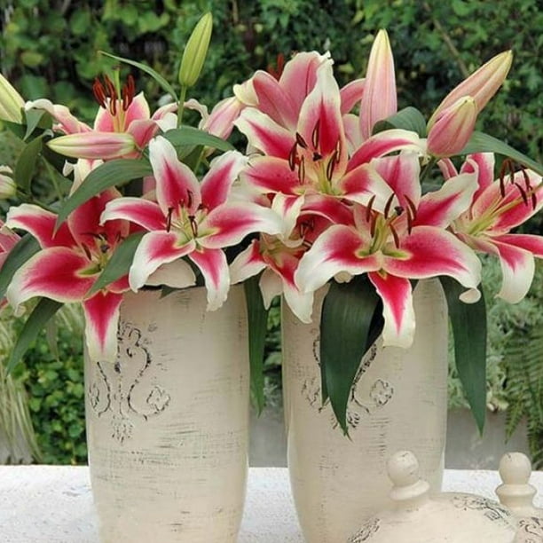 Member's Mark Super Select Oriental Lily, 5 stems - Samsclub.com