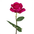 thumbnail image 3 of Member's Mark Ecuadorian Premium Roses, choose color variety and stem count, 3 of 6
