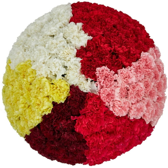Member's Mark Carnations, choose color and stem count