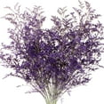 thumbnail image 1 of Member's Mark Limonium, 15 bunches, Choose color, 1 of 2