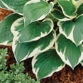thumbnail image 5 of Member's Mark Hosta Minuteman Dormant Bulbs, 7pk, 5 of 9