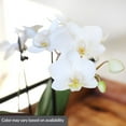 thumbnail image 2 of Live White Mini Orchids in Ceramic Pot, 12 Pack, 2 of 6