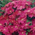 thumbnail image 4 of Member's Mark Clematis Rouge Cardinal Dormant Bulbs, 3pk, 4 of 9
