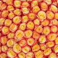 thumbnail image 4 of Member's Mark Ecuadorian Premium Roses, choose color variety and stem count, 4 of 6