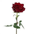 thumbnail image 3 of Member's Mark Ecuadorian Premium Roses, choose color variety and stem count, 3 of 9