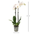 thumbnail image 3 of Live 5" White Orchids in Grower Pot, 6 Pack, 3 of 4