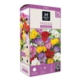 thumbnail image 1 of Member's Mark Freesia Single Blend Dormant Bulbs, 75pk, 1 of 8
