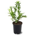 thumbnail image 1 of Tifblue Blueberry Plant, 1 of 2