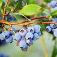 thumbnail image 3 of Live 1 Gal. Brightwell Rabbiteye Blueberry Plant in Growers Pot, 3 of 4