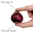 thumbnail image 7 of Member's Mark Hyacinth Blend Dormant Bulbs, 20pk, 7 of 9
