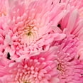 thumbnail image 4 of Member's Mark Painted Mums,  choose color and stem count, 4 of 4