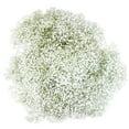 thumbnail image 1 of Member's Mark Gypsophila, choose variety and quantity, 1 of 1