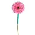 thumbnail image 5 of Member's Mark Gerbera Daisies, choose color and stem count, 5 of 8