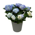thumbnail image 1 of Live 9" Hydrangea Planter in Decorative Pot, 1 of 6