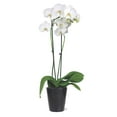thumbnail image 1 of Live Assorted 5" Orchid in Ceramic Pot, 1 of 6