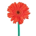 thumbnail image 3 of Member's Mark Gerbera Daisies, choose color and stem count, 3 of 8