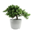 thumbnail image 1 of Costa Farms Medium Bonsai Plant in Decorative Pot, 1 of 9