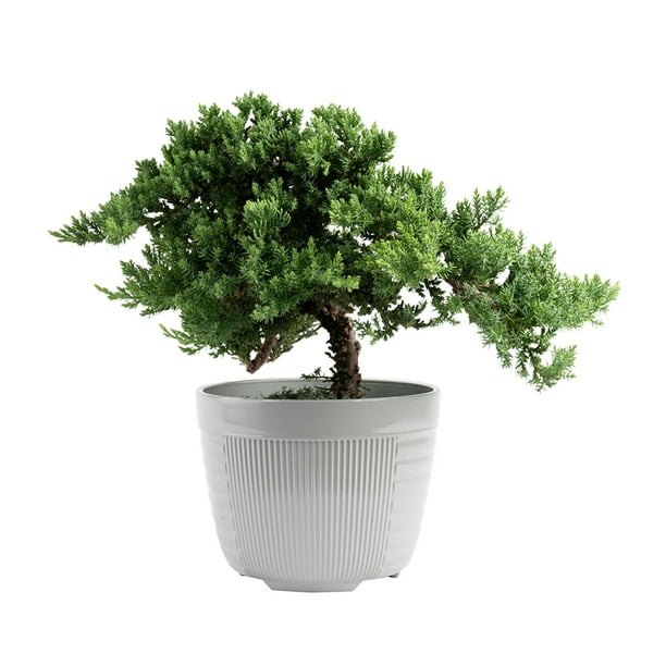 Costa Farms Medium Bonsai Plant in Decorative Pot - Samsclub.com