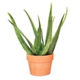thumbnail image 1 of 6" Aloe and Jade in Clay Pot, 1 of 5
