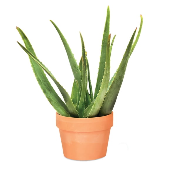 6" Aloe and Jade in Clay Pot