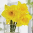 thumbnail image 5 of Member's Mark Daffodil Yellow Trumpet Dormant Bulbs, 40pk, 5 of 9