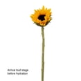 thumbnail image 3 of Member's Mark Sunflowers, choose quantity, 3 of 6