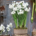 thumbnail image 5 of Member's Mark Narcissus Paperwhite Dormant Bulbs, 20pk, 5 of 9