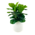 thumbnail image 1 of Artificial Premium Fiddle Leaf Fig Plant in Off White Pot, 1 of 5