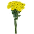 thumbnail image 2 of Member's Mark Pompon Daisies, 90 stems (Choose color), 2 of 4