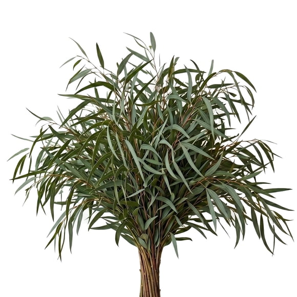 Member's Mark Eucalyptus Willow 40 stems