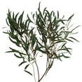 thumbnail image 1 of Member's Mark Eucalyptus Willow 40 stems, 1 of 2