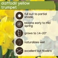 thumbnail image 6 of Member's Mark Daffodil Yellow Trumpet Dormant Bulbs, 40pk, 6 of 9