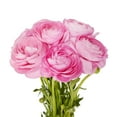thumbnail image 2 of Ranunculus, 60 stems, choose color, 2 of 2