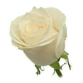 thumbnail image 2 of Member's Mark Roses, choose color variety and stem count, 2 of 7