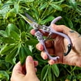 thumbnail image 5 of Modern Sprout Gardening Shears and Glass Plant Mister Set, Assorted Colors, 5 of 5