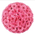 thumbnail image 1 of Member's Mark Gerbera Daisies, choose color and stem count, 1 of 8