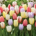 thumbnail image 3 of Member's Mark Tulip Pastel Blend Dormant Bulbs, 40pk, 3 of 9