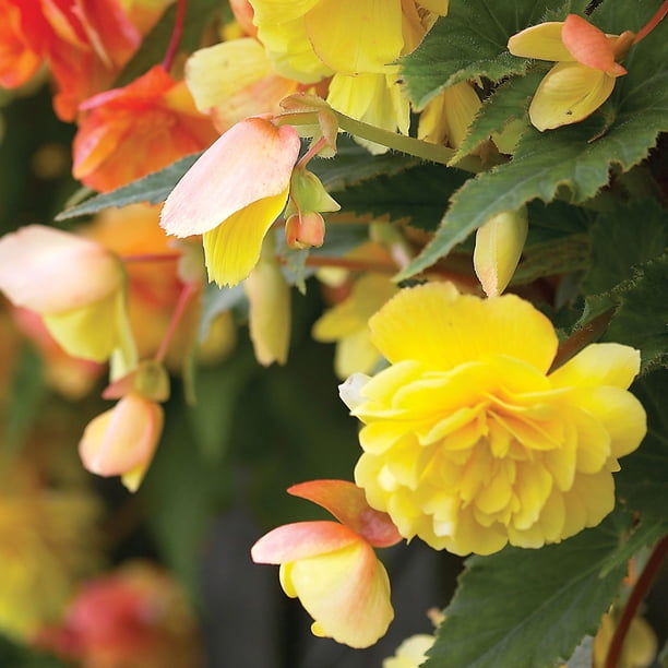 Member's Mark Begonia Pendula Cascade Dormant Bulbs, 9pk
