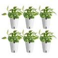 thumbnail image 1 of Costa Farms 6" Golden Pothos in Self-Watering Pots, 6-Pack, 1 of 1