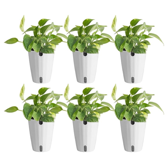 Costa Farms 6" Golden Pothos in Self-Watering Pots, 6-Pack
