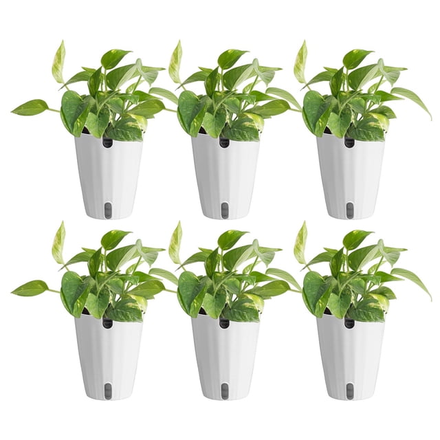 Costa Farms 6" Golden Pothos in Self-Watering Pots, 6-Pack