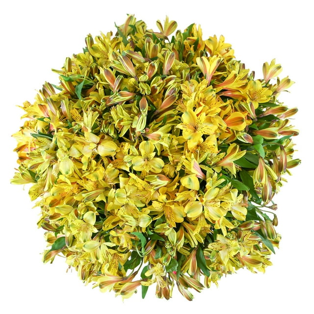 Member's Mark Alstroemeria, Choose color and stem count