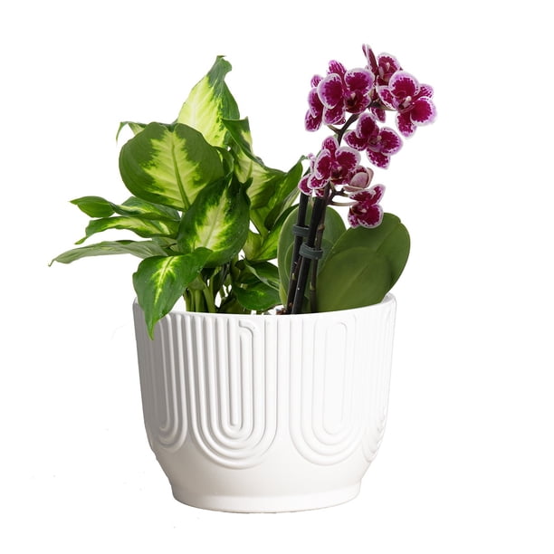 フラワー・ガーデニング Sunday's Mama Live Mother's Day Flowering Assortment, Anthurium or Orchid