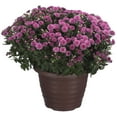 thumbnail image 1 of 14" Mum Planter, 1 of 4