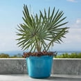 thumbnail image 3 of Member's Mark Knoll 22" Round Plastic Planter, 3 of 8